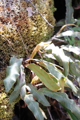 Elaphoglossum paleaceum