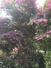 Loropetalum
