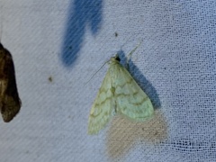 Paracorsia repandalis