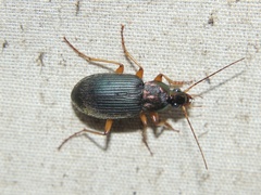 Chlaenius tricolor
