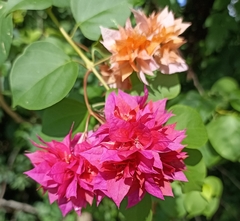 Bougainvillea glabra
