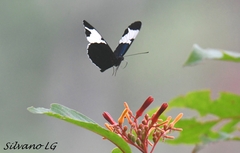 Heliconius sapho leuce