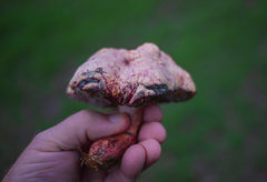 Pulchroboletus rubricitrinus