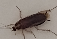 Blattella