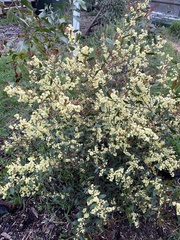 Acacia myrtifolia