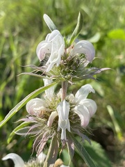 Monarda pectinata