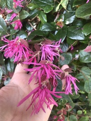 Loropetalum