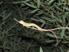 Diploderma polygonatum xanthostomum