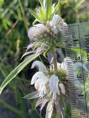 Monarda pectinata