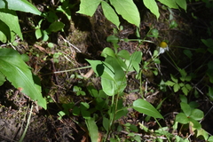 Symphyotrichum ciliolatum