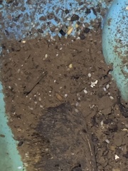 Ostracoda