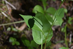 Symphyotrichum ciliolatum