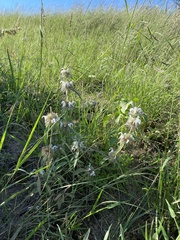 Monarda pectinata