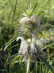 Monarda pectinata