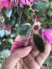 Loropetalum
