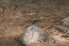 Neurobasis chinensis