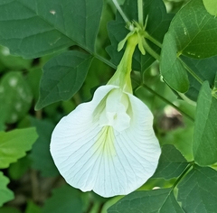Clitoria ternatea albiflora