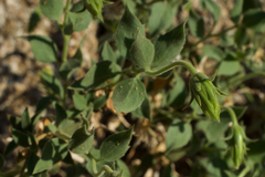 Brickellia atractyloides