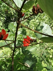 Erythrina breviflora