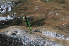 Neurobasis chinensis