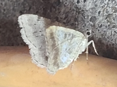 Digrammia ocellinata