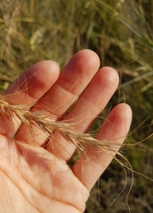 Elymus canadensis