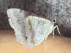 Digrammia ocellinata