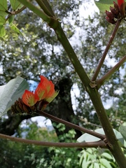 Erythrina breviflora