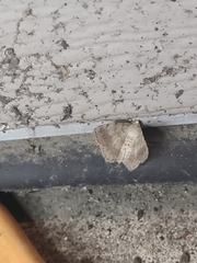 Digrammia ocellinata