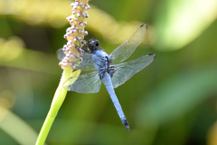 Orthetrum melania melania
