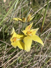 Caladenia flava