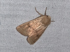 Dichagyris variabilis