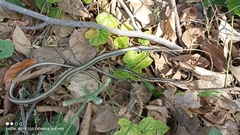 Dendrelaphis tristis