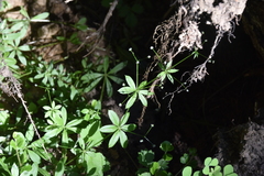 Galium triflorum