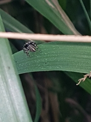 Maratus scutulatus