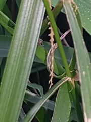 Maratus scutulatus