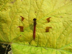Sympetrum pedemontanum