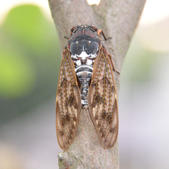 Graptopsaltria nigrofuscata