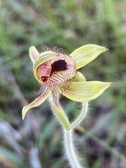Caladenia discoidea