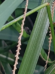 Maratus scutulatus