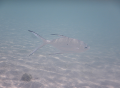 Trachinotus baillonii