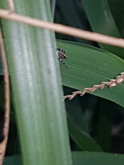 Maratus scutulatus
