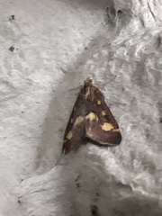 Pyrausta purpuralis
