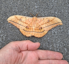 Antheraea yamamai