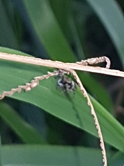 Maratus scutulatus