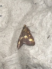 Pyrausta purpuralis
