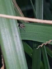 Maratus scutulatus