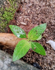 Synedrella nodiflora