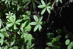 Galium triflorum