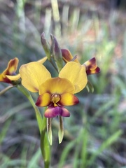 Diuris magnifica